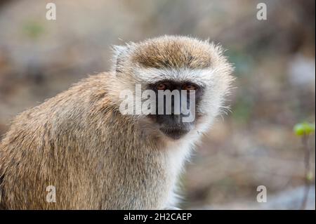 Close up portrait of a vervet monkey, Cercopithecus aethiops. Chobe National Park, Botswana. Stock Photo