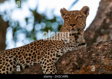 A female leopard, Panthera pardus, rests on a large tree branch. Khwai Concession, Okavango Delta, Botswana. Stock Photo