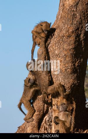 Young chacma baboons, Papio ursinus, playing and climbing on a tree trunk. Mashatu Game Reserve, Botswana. Stock Photo