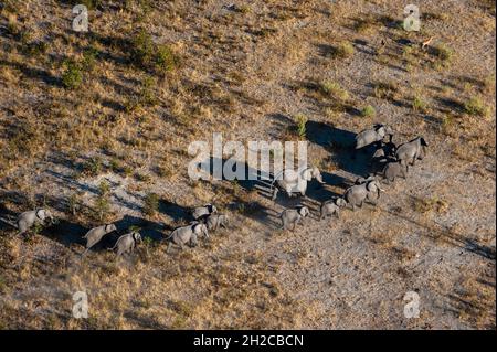 Aerial view of a herd of African elephants, Loxodonda africana. Okavango Delta, Botswana. Stock Photo