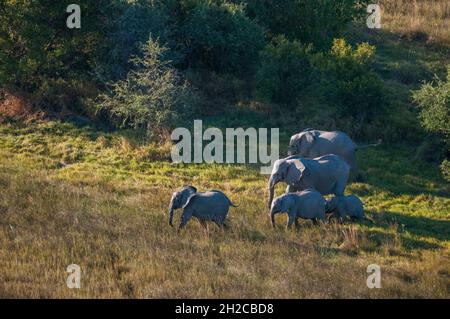 An aerial view of African elephants, Loxodonda africana, and calves walking. Okavango Delta, Botswana. Stock Photo