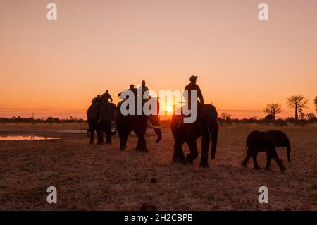 Safari-goers riding African elephants back to camp at sunset. Abu Camp ...