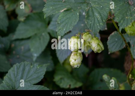 Common hops a climbing plant whose fruit cones are used in the preparation of beer, province of Gelderland, the Netherlands Stock Photo