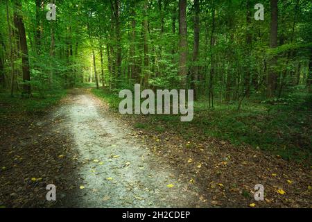 Sandy path through the green deciduous forest, summer view Stock Photo