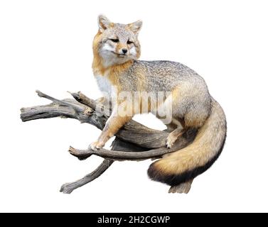 Red fox on a branch isolated on white background Stock Photo