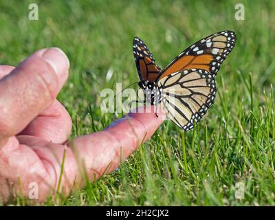 Monarch butterfly (Danaus plexippus) drinking sugar water from a finger, Sumburgh, Shetland, Scotland Stock Photo