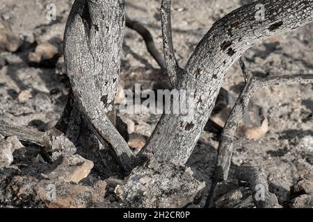 A burnt tree after a wildfire in the mediterranean woodland on the Judea mountains near Jerusalem, Israel. Stock Photo
