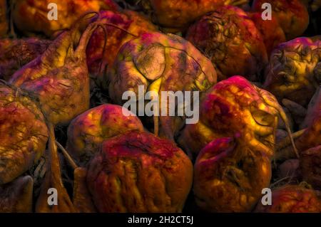 scary pile of sugar beet, Wesertal, Gewissenruh, Weser Uplands, Weserbergland, Hesse, Germany Stock Photo