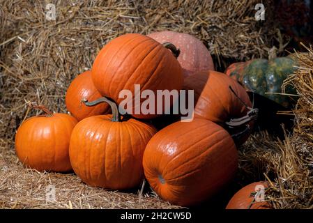 Pile of various ripe colorful pumpkins on bales of straw on sunny day. Autumn harvest on pumpkin patch Stock Photo