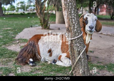 Brown and white goat sitting resting tied to a tree trunk with a rope on a farm. horizontal. Argentina Stock Photo