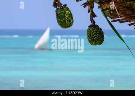 Screw-pine (Pandanus tectorius or Pandanus odoratissimus) multiple fruit. Zanzibar, Tanzania, Africa Stock Photo