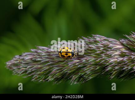 Adult 14-Spot ladybird, Propylea quattuordecimpunctata, on grass flowers. Devon. Stock Photo