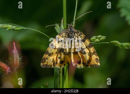 Speckled yellow, Pseudopanthera macularia, moth, perched on grass on woodland edge, Devon. Stock Photo