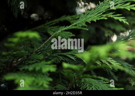 Thuja tree branches, close up and selective focus. Stock Photo