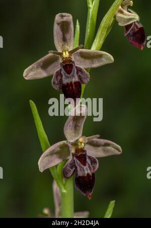 Hybrid between Bee orchid and Fly orchid: Ophrys apifera x Ophrys insectifera = Ophrys x pietschii in flower, gowing on chalk bank, Dortset. Stock Photo