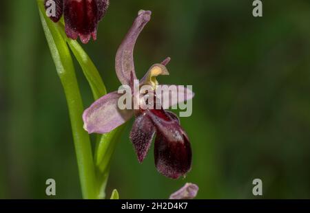 Hybrid between Bee orchid and Fly orchid: Ophrys apifera x Ophrys insectifera = Ophrys x pietschii in flower, gowing on chalk bank, Dortset. Stock Photo