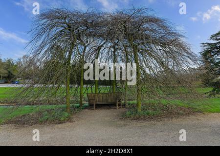 Willow trees trained around a seat or bench at Trentham Gardens, Stoke-on-Trent, Staffordshire, England, UK Stock Photo