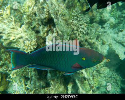 Schwarzer Papageifisch / Dusky parrotfish / Scarus niger Stock Photo