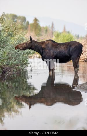 A female moose grazes in a river in Grand Teton National Park, WY. Stock Photo