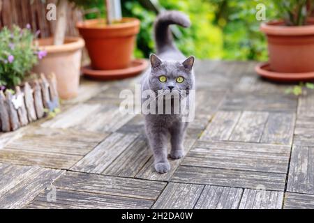 British Shorthair cat walking on a terrace Stock Photo