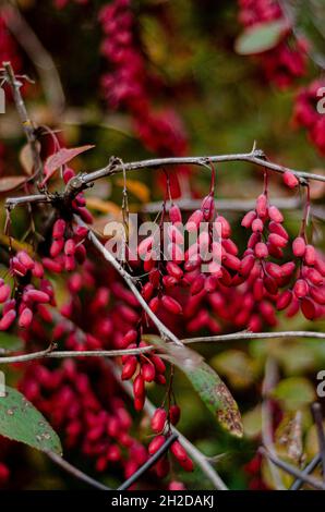 ripe red fruits of barberry on a bush Stock Photo