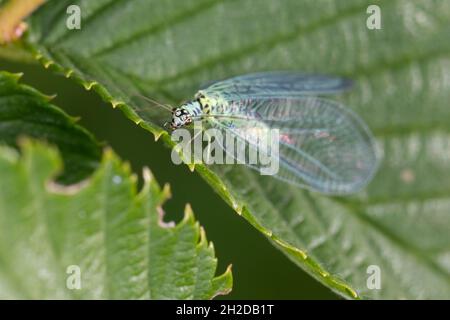 Perlige Florfliege, Florfliege, Grünes Perlenauge, Goldauge, Chrysopa perla, pearly green lacewing, lacewing, le lion des pucerons, Chrysopidae, Florf Stock Photo