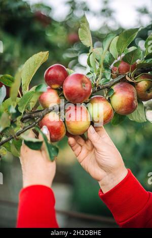 Close-up of woman's hand picking a apple of an apple tree Stock Photo