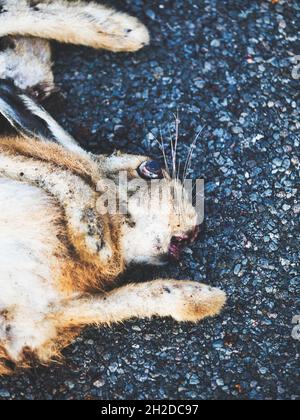 Close up of head of dead rabbit killed by a car on the road, Richmondshire, North Yorkshire, England Stock Photo