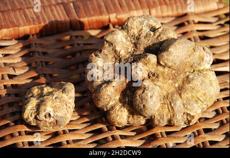 The truffle is an underground fungus Stock Photo - Alamy