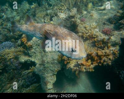 Gepunkteter Igelfisch / Spotted Porcupinefish / Diodon hystrix Stock Photo