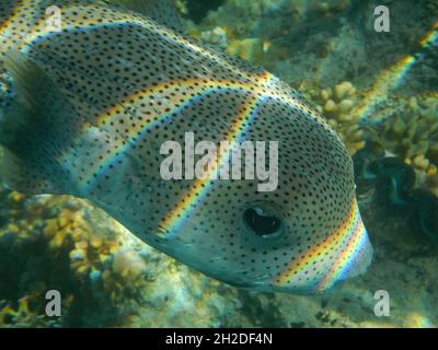 Gepunkteter Igelfisch / Spotted Porcupinefish / Diodon hystrix Stock Photo