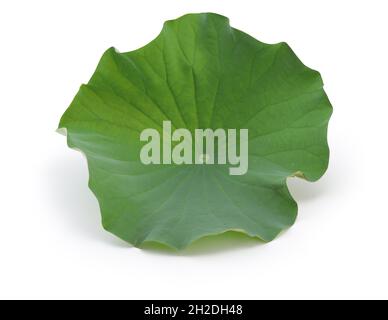 lotus leaf isolated on white background Stock Photo