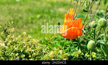 The orange papaver or poppy grows in a garden or meadow among other plants. The concept of gardening or meadow grasses. Stock Photo