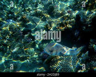 Gepunkteter Igelfisch / Spotted Porcupinefish / Diodon hystrix Stock Photo