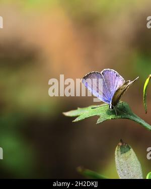 asian zebra blue butterfly (leptotes plinius) with blurred background Stock Photo