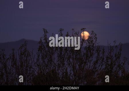 Silhouettes of high grass branches with blurred dark sky. Spooky full moon night switching with early morning. Stock Photo