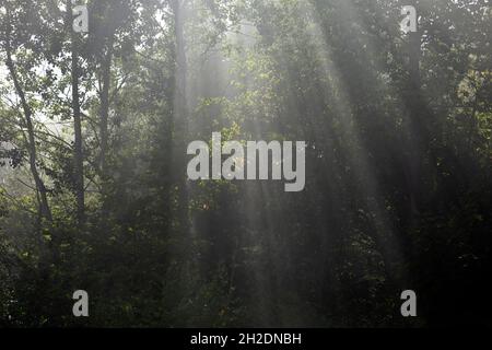 Foggy morning in the forest with sun rays shining through the foliage Stock Photo