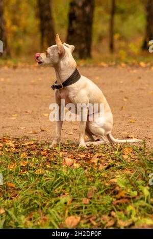 Russian toy terrier. A sad little white dog is sitting on the green grass. Stock Photo