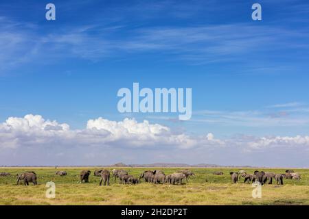 Large herd of African elephants, loxodonta africana, grazing in the marshlands of Amboseli National Park, Kenya.