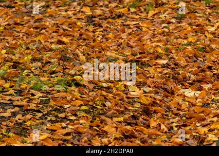 A carpet of red, orange, yelow, brown and golden leaves cover the grass in this autumnal scene Stock Photo