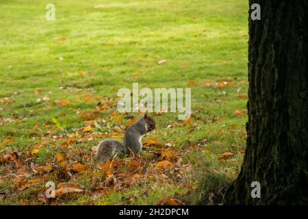 A grey squirrel sitting upright on grass amongst fallen leaves during autumn whilst gathering nuts in preparation for winter. Captured in Glasgow. Stock Photo