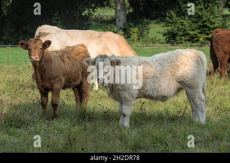 Charolais and Salers mixed breed calves, white and brown Stock Photo