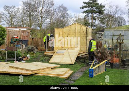 Workers from Solid Sheds Ltd erecting a wooden shed in a domestic garden, Stoke on Trent, Staffordshire, England, UK. Photo number 3 in a series of 8 Stock Photo