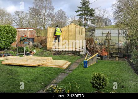 Workers from Solid Sheds Ltd erecting a wooden shed in a domestic garden, Stoke on Trent, Staffordshire, England, UK. Photo number 4 in a series of 8 Stock Photo