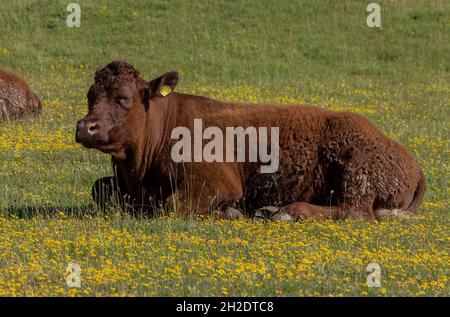 Red Ruby Devon cattle pasturing on species-rich chalk grassland ...