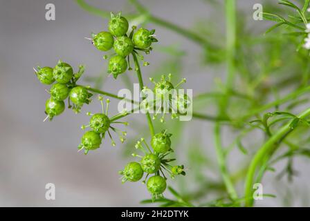 macro shot of fresh green coriander (Coriandrum sativum)  seeds on plant. Stock Photo