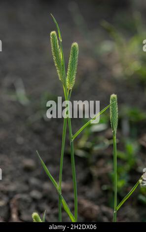 Smaller Cat's-tail, Phleum bertolonii, in flower in limestone grassland, Somerset. Stock Photo