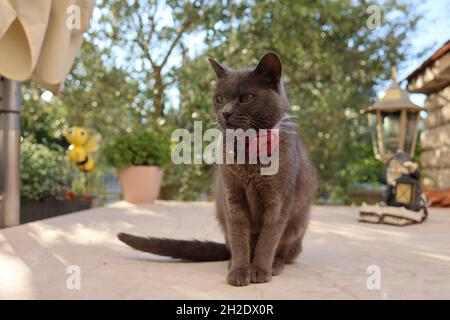 Shot of a purebred Russian Blue pet cat with red rose and bell collar sitting outside on the patio
