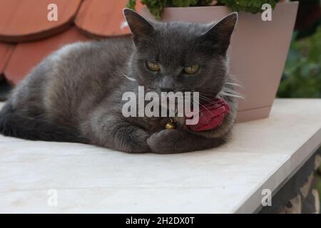 Closeup shot of a domestic Russian Blue purebred kitten with red collar bell lying outside