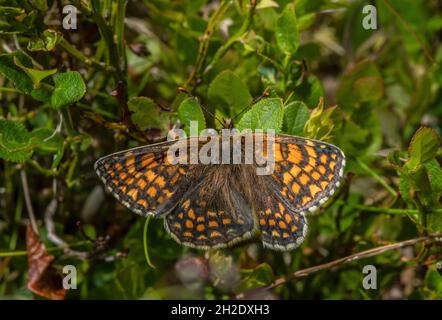 Heath Fritillary, Melitaea athalia on Exmoor in spring. Stock Photo